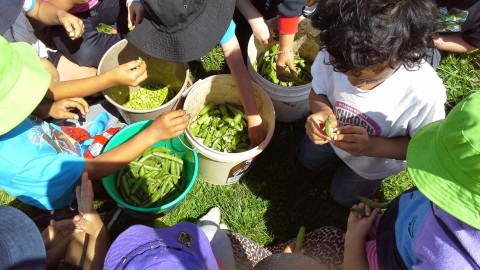 School kids collecting vegetables